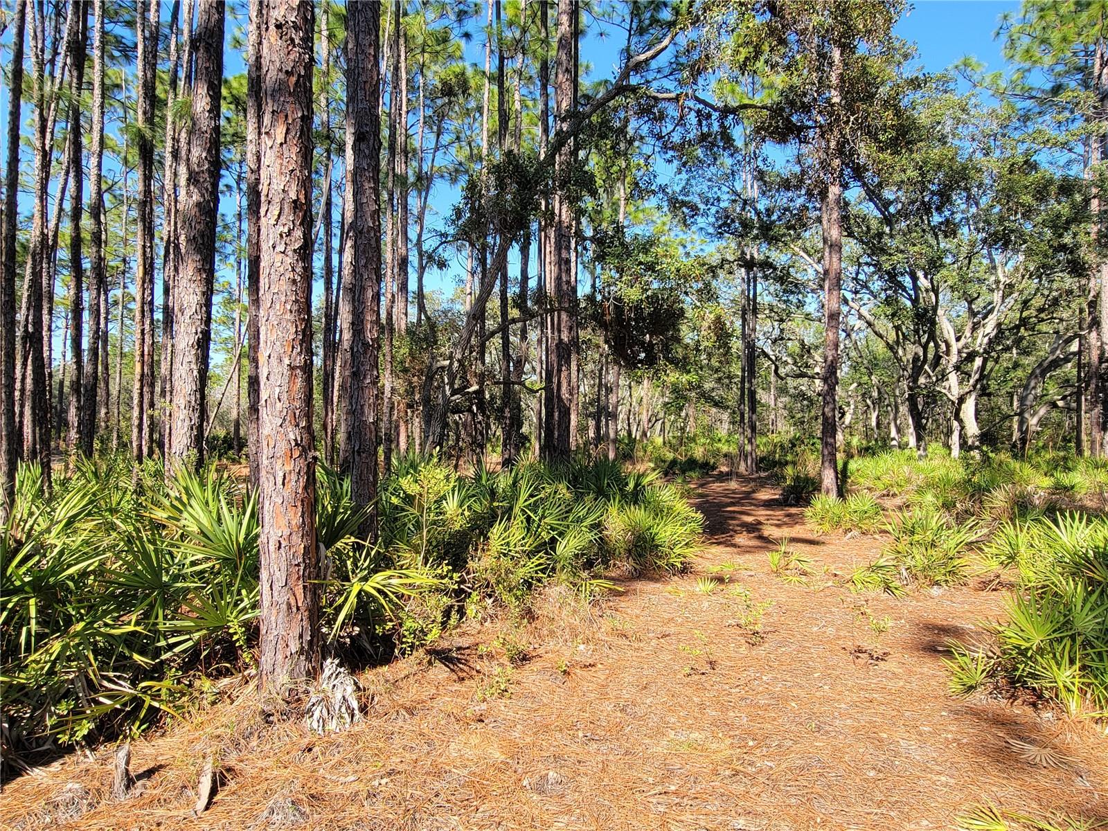 16442 HARDEMAN JCT, WEEKI WACHEE, FL, 34614