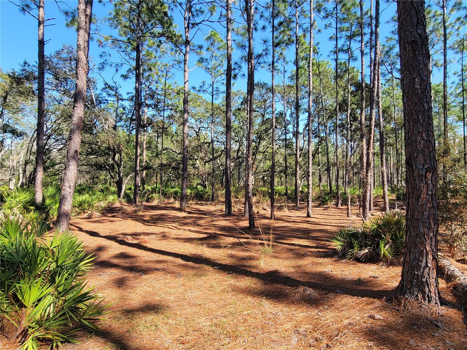 16442 HARDEMAN JCT, WEEKI WACHEE, FL, 34614