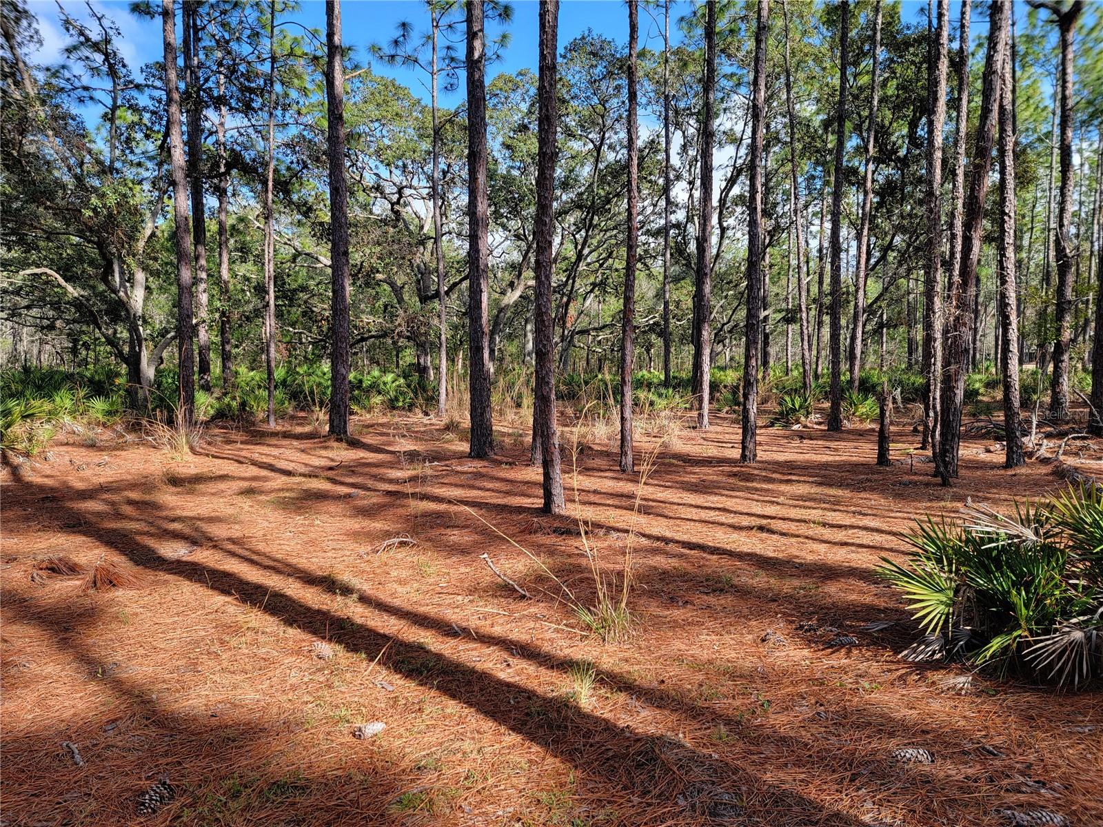16442 HARDEMAN JCT, WEEKI WACHEE, FL, 34614