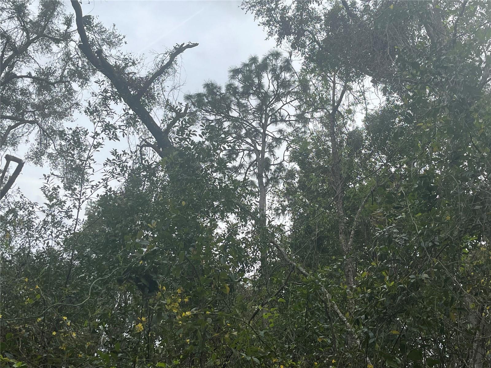 RUFFING RD, DADE CITY, FL, 33523