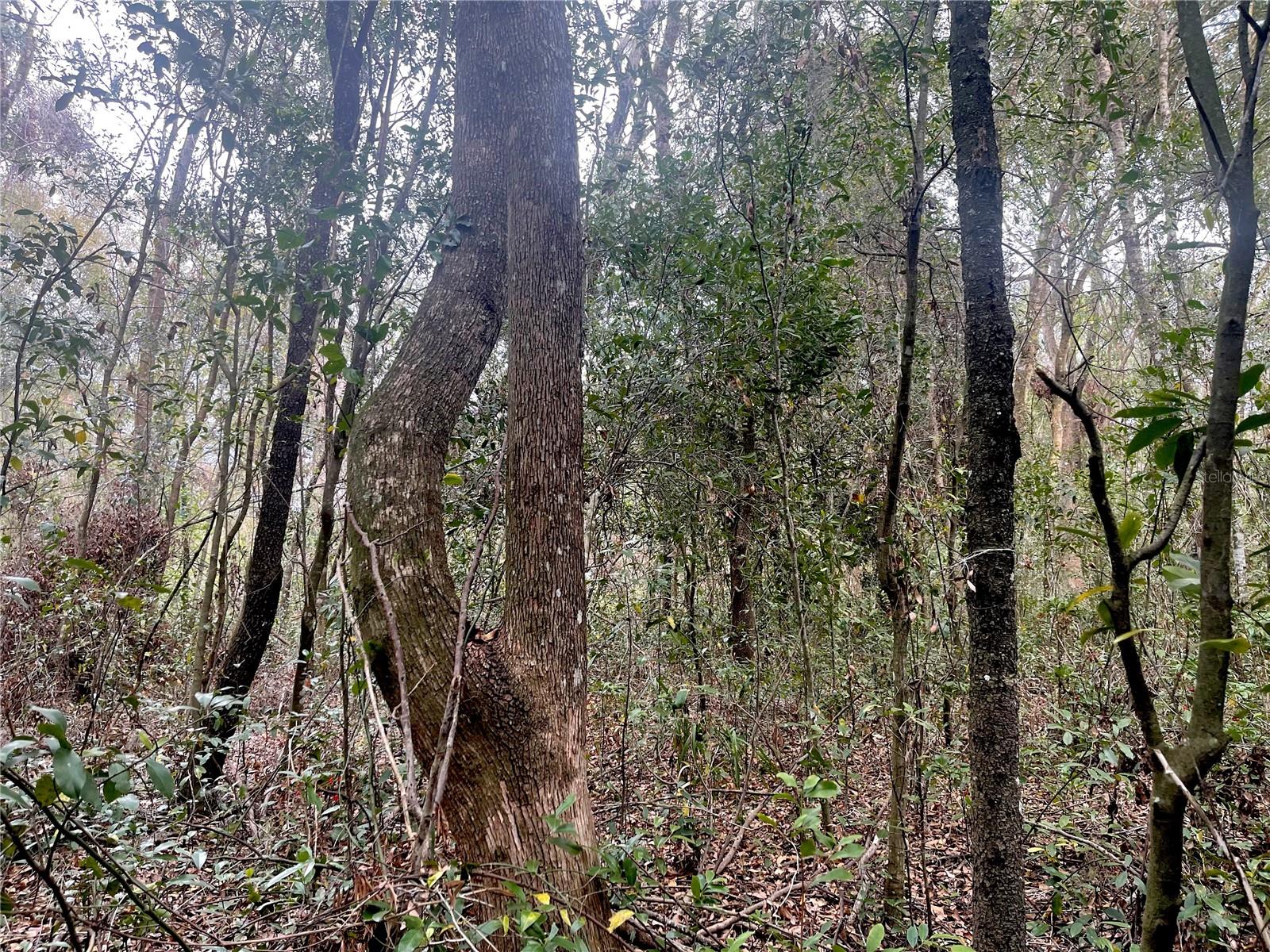 RUFFING RD, DADE CITY, FL, 33523