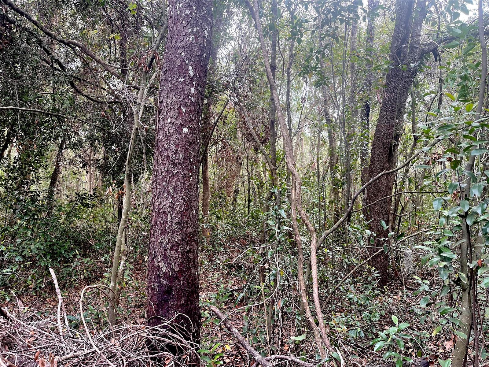 RUFFING RD, DADE CITY, FL, 33523