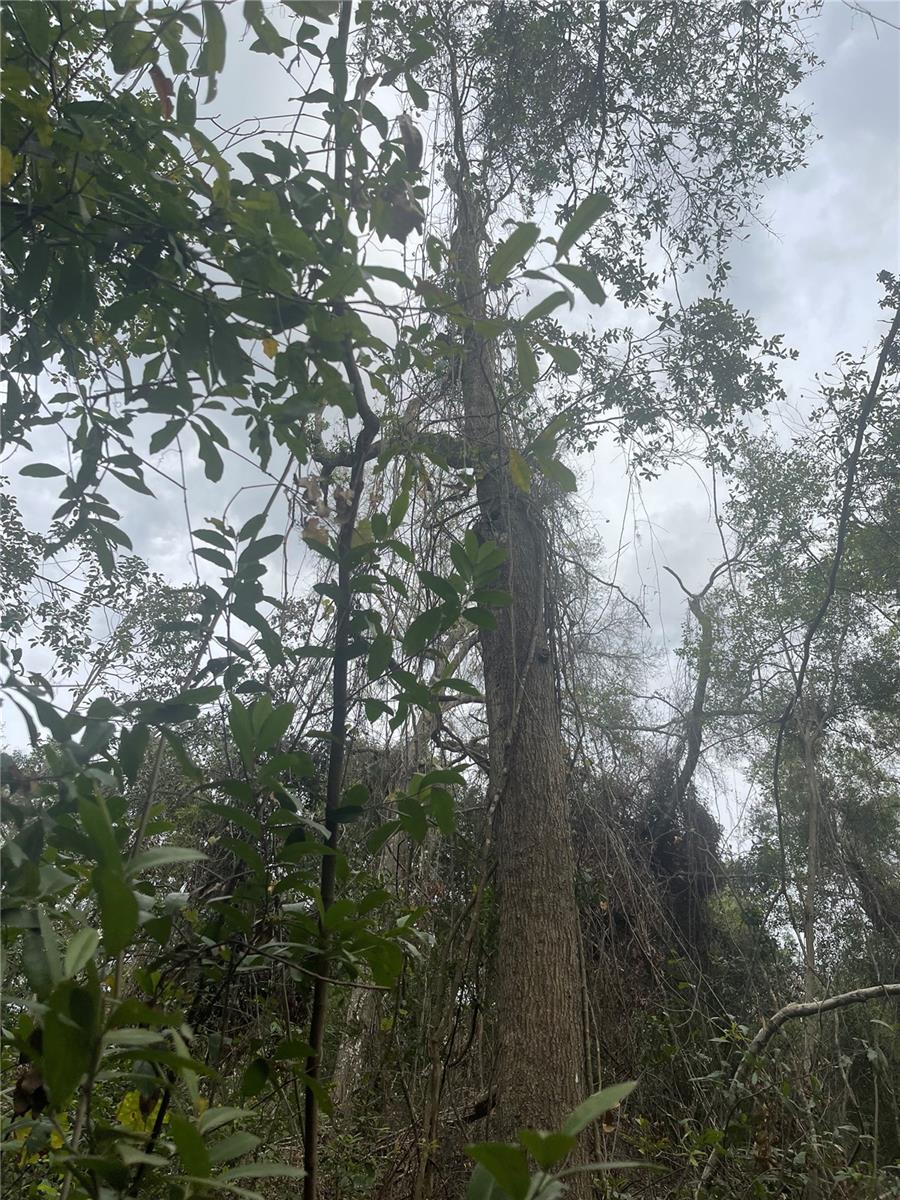 RUFFING RD, DADE CITY, FL, 33523