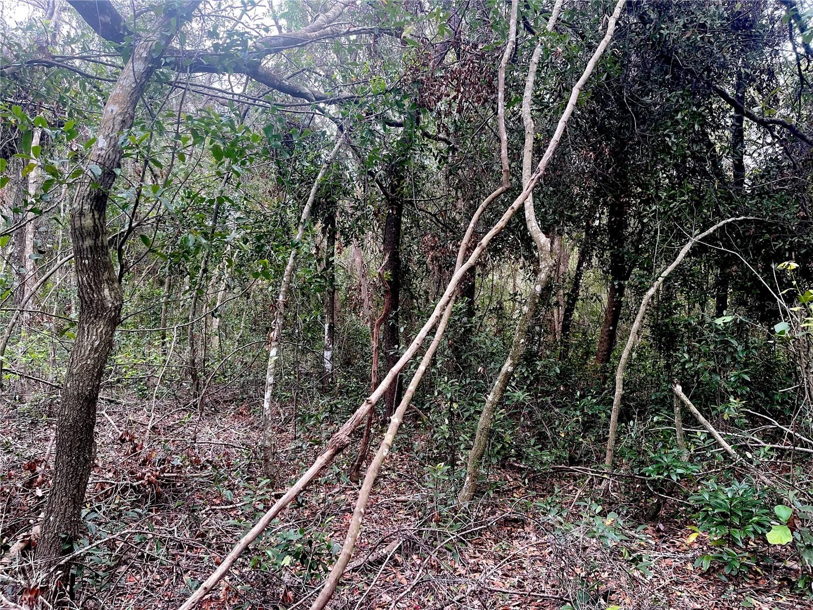 RUFFING RD, DADE CITY, FL, 33523