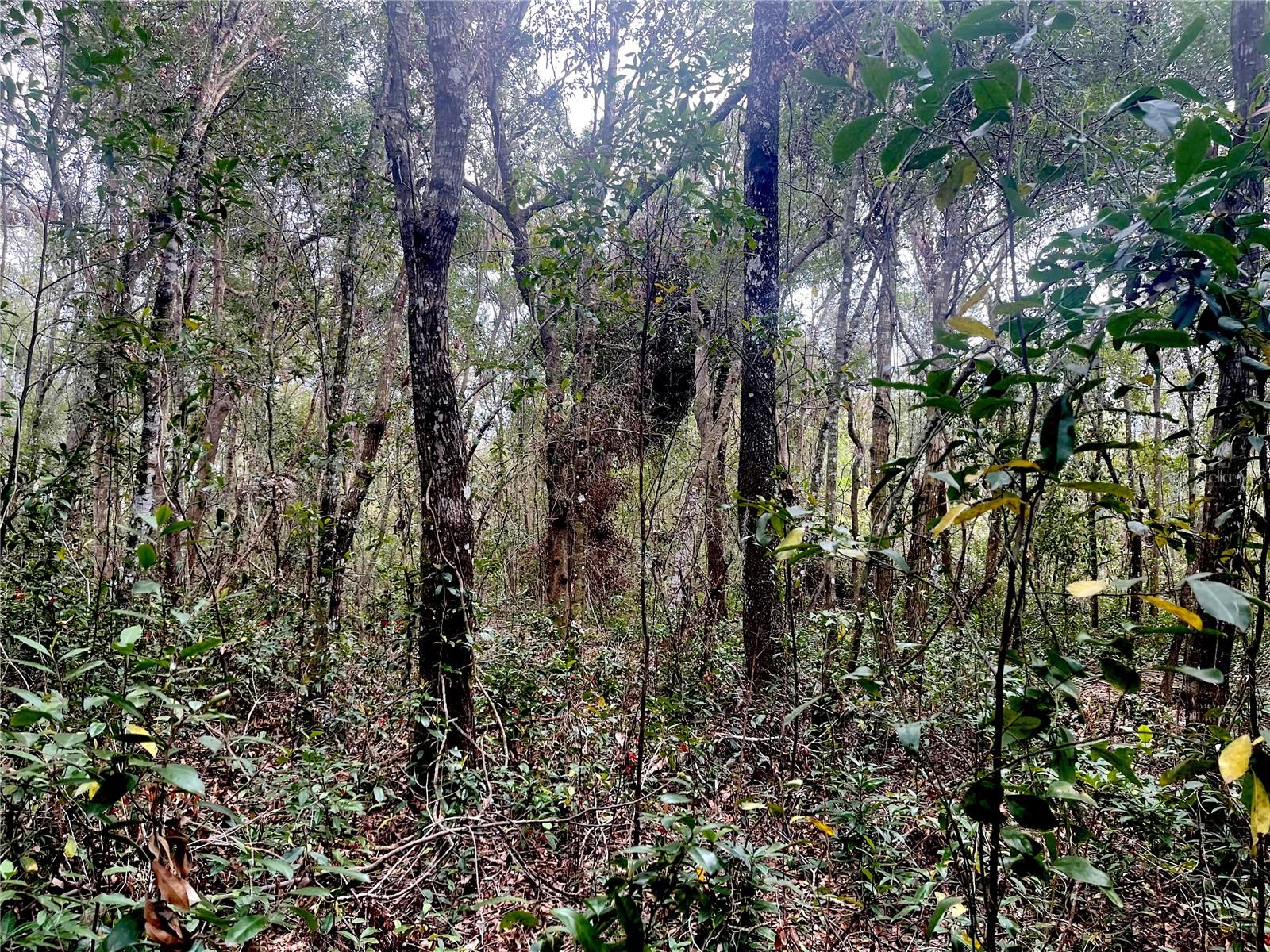 RUFFING RD, DADE CITY, FL, 33523