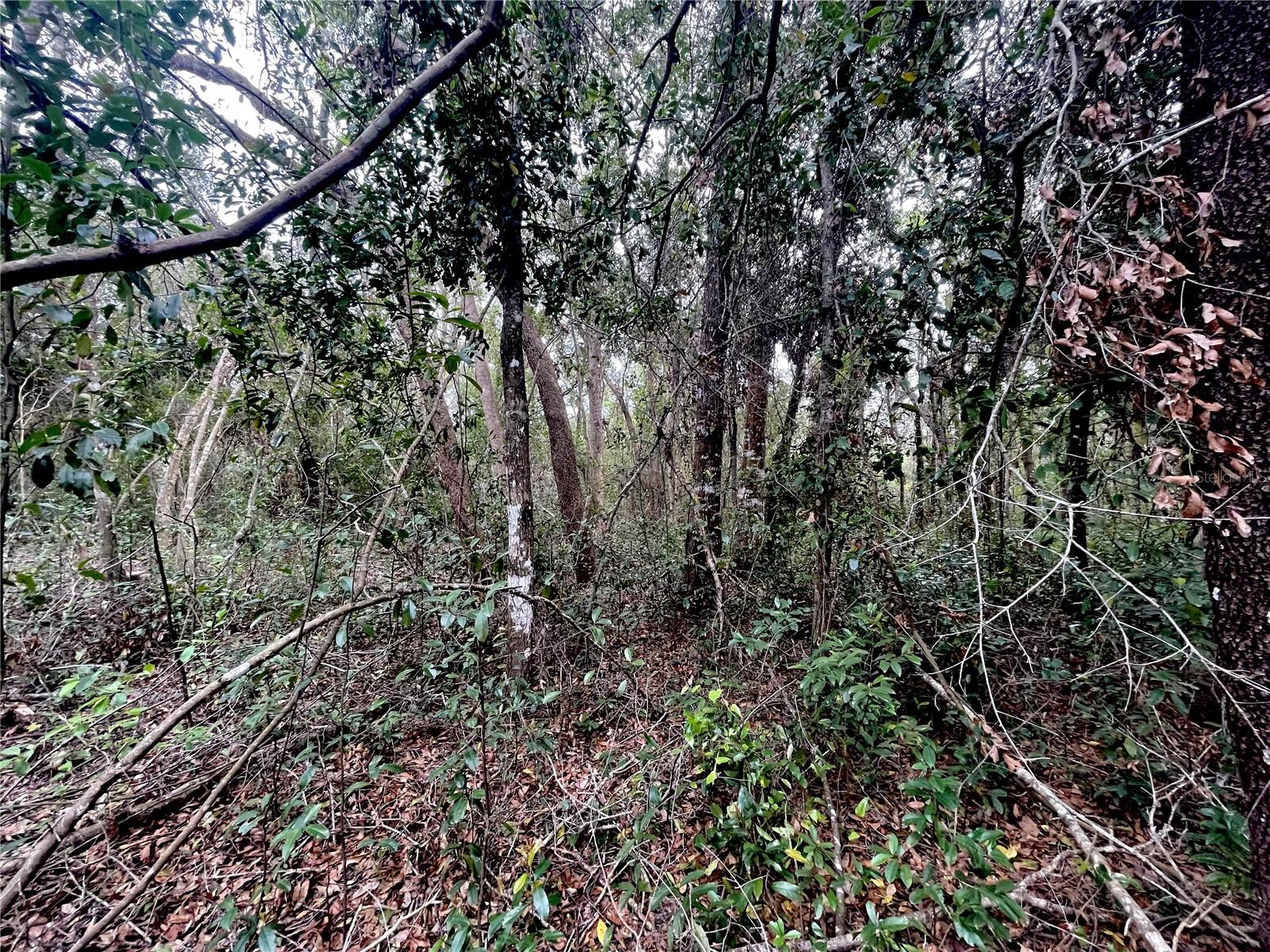 RUFFING RD, DADE CITY, FL, 33523