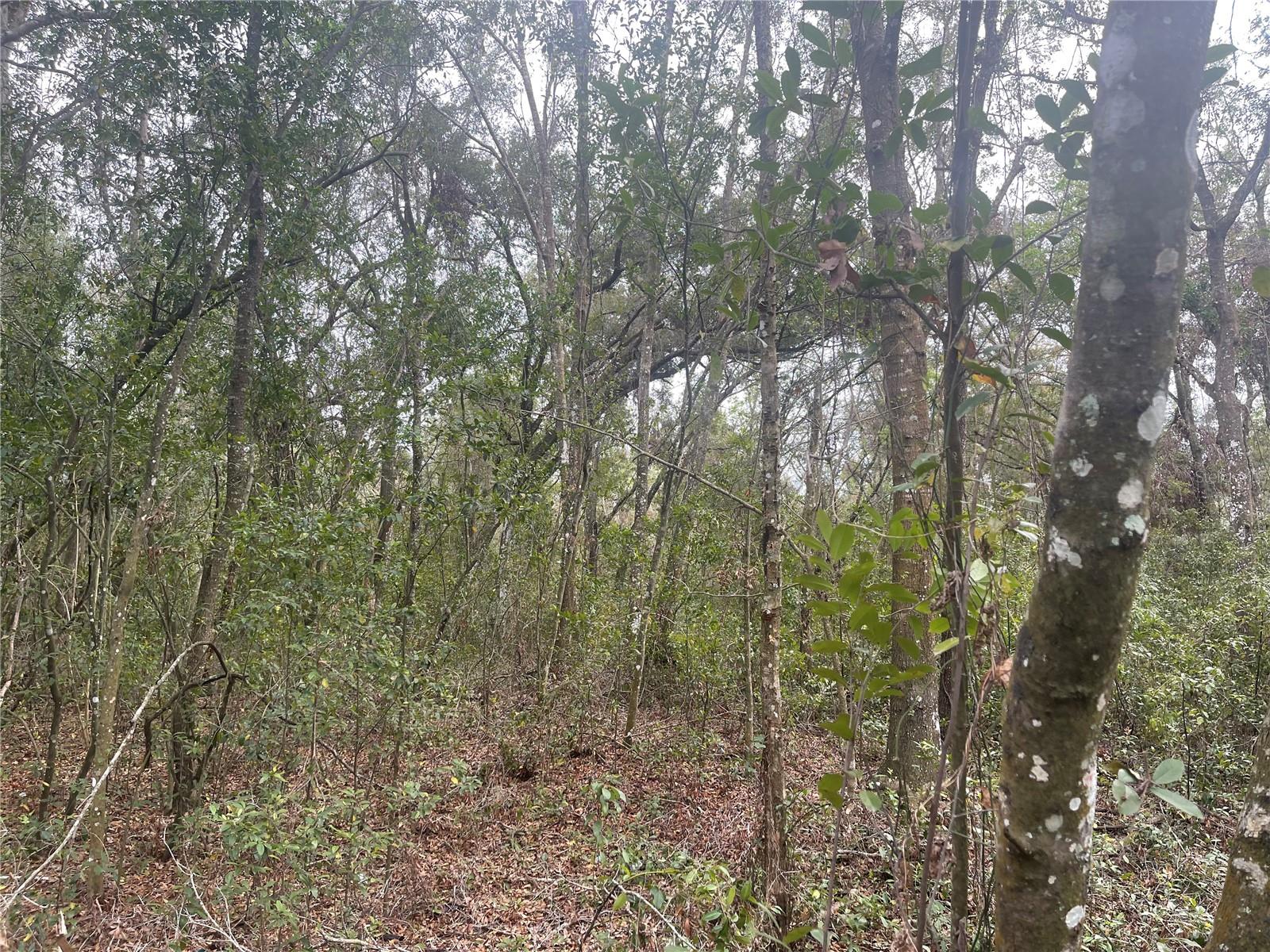RUFFING RD, DADE CITY, FL, 33523