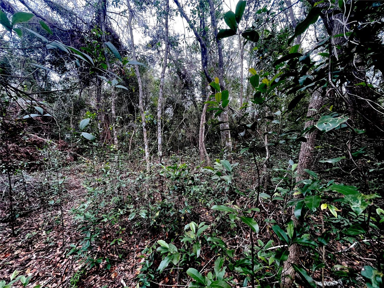 RUFFING RD, DADE CITY, FL, 33523