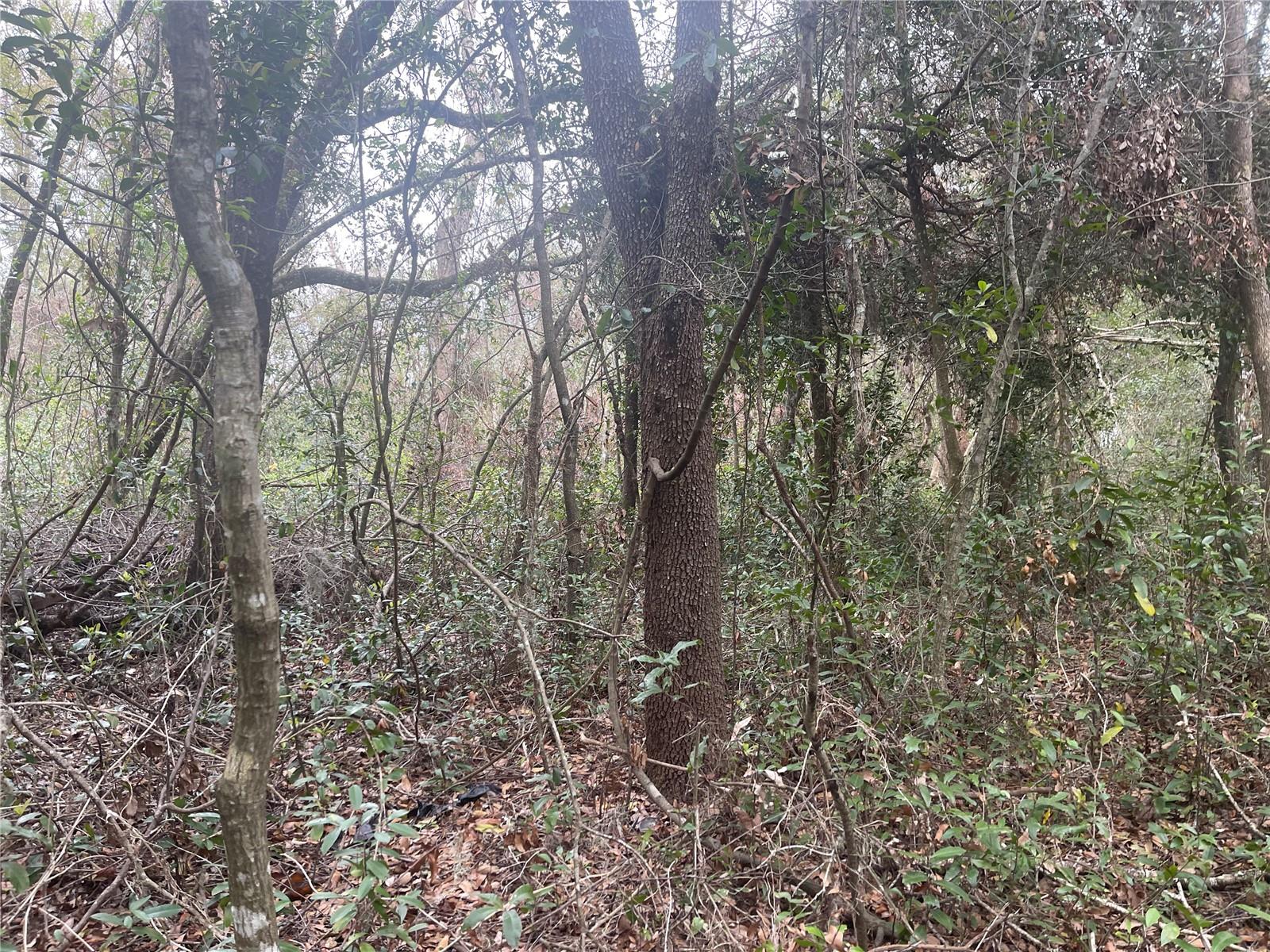 RUFFING RD, DADE CITY, FL, 33523