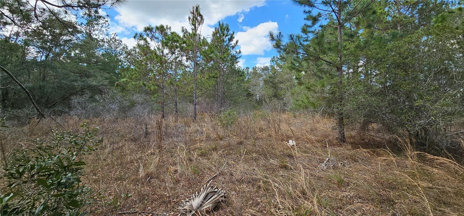 11617 DUDA RD, HUDSON, FL, 34667