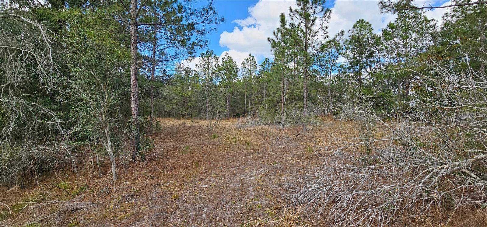 11617 DUDA RD, HUDSON, FL, 34667