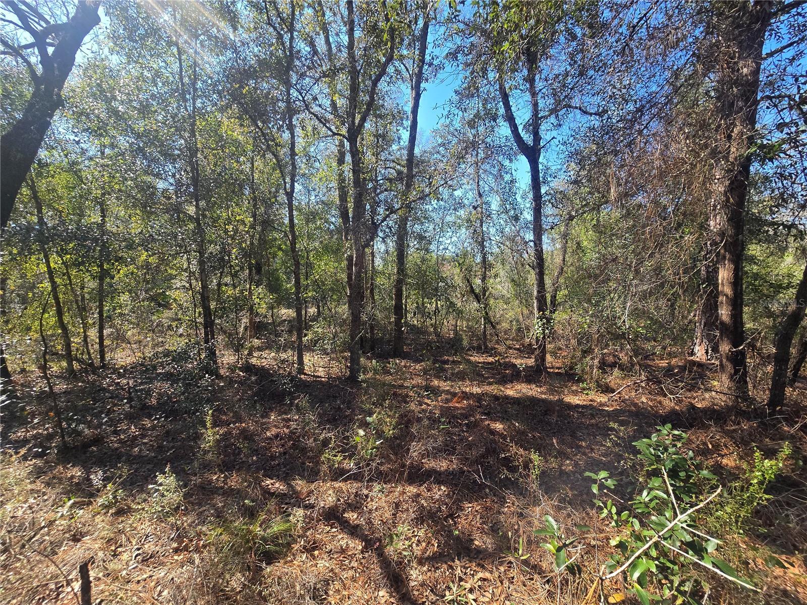 8365 N IBSEN DR, CITRUS SPRINGS, FL, 34433