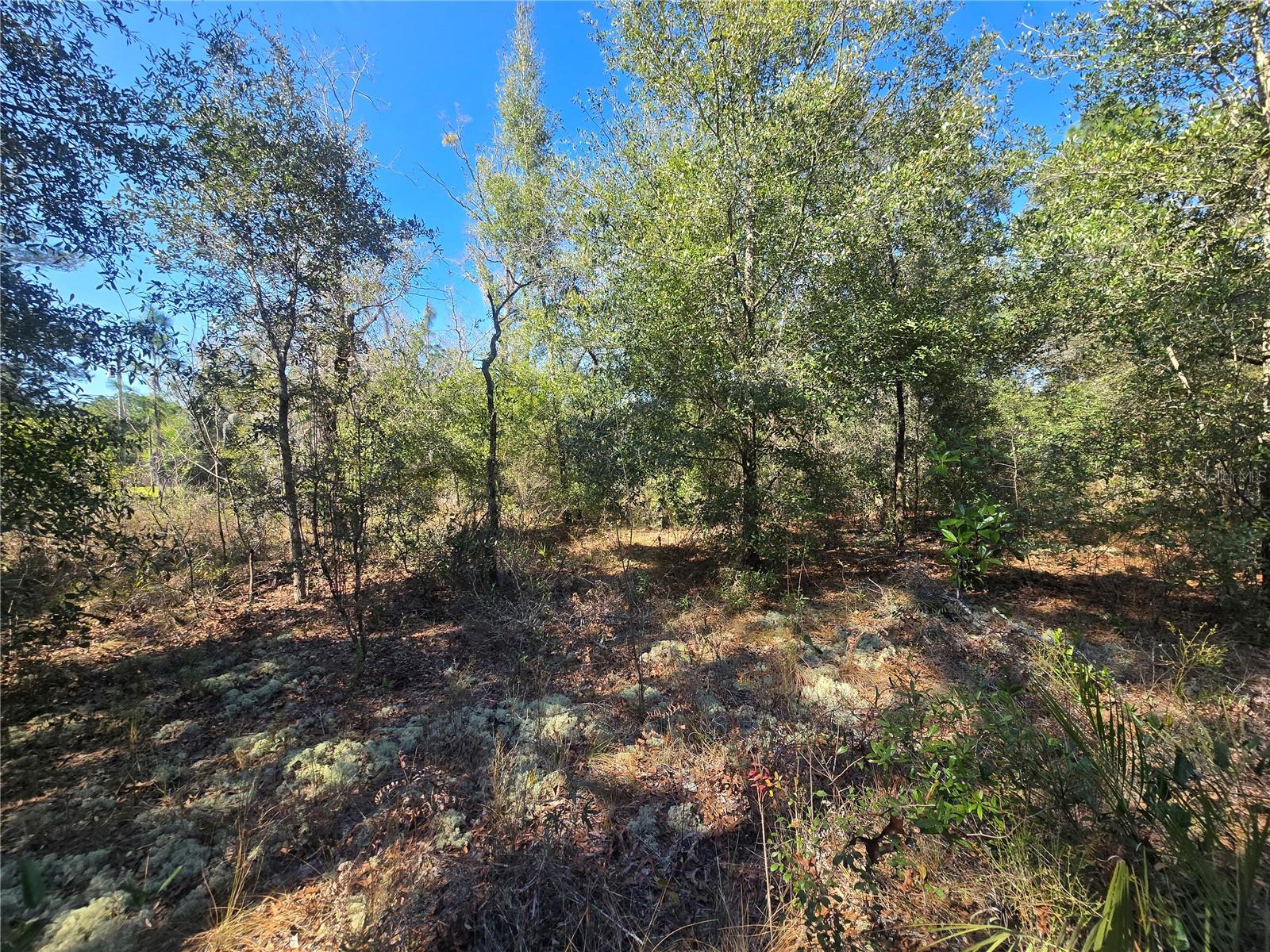 8365 N IBSEN DR, CITRUS SPRINGS, FL, 34433
