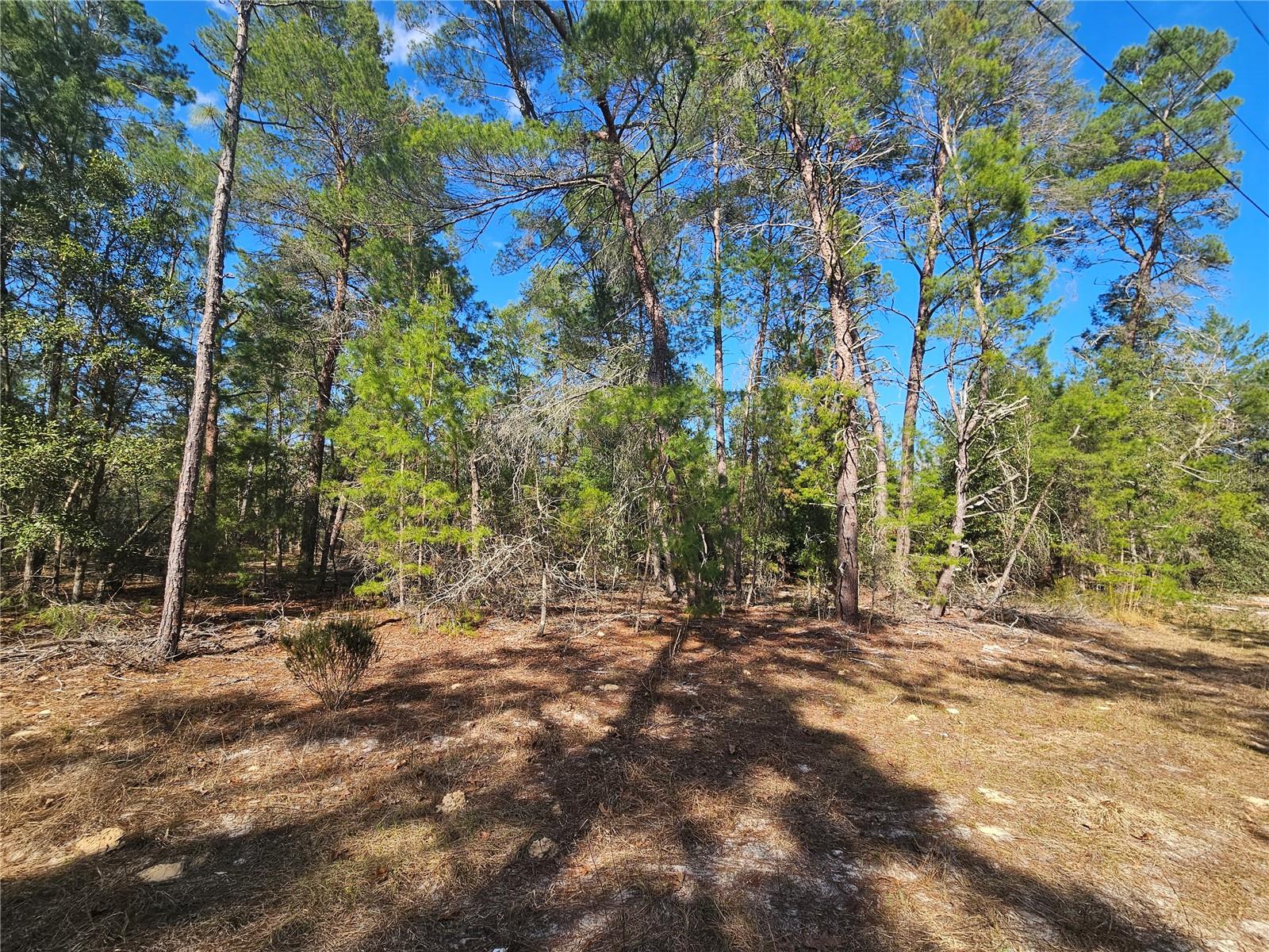 11391 SE 4TH ST, WILLISTON, FL, 32696