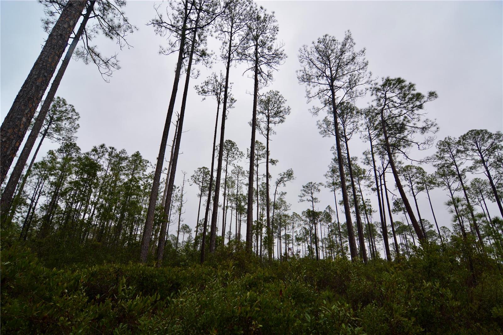 SR-2, SANDERSON, FL, 32087