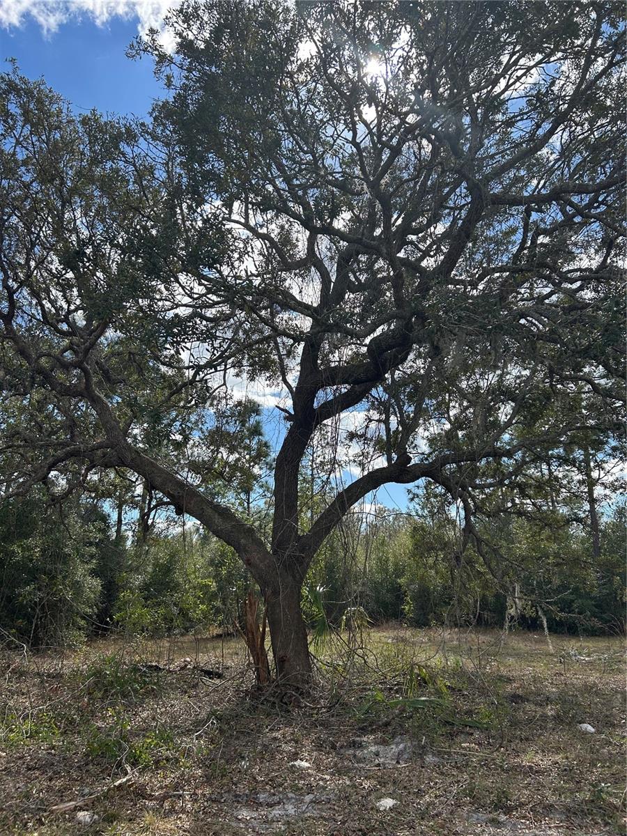 845 BLACKWELDER RD, DE LEON SPRINGS, FL, 32130