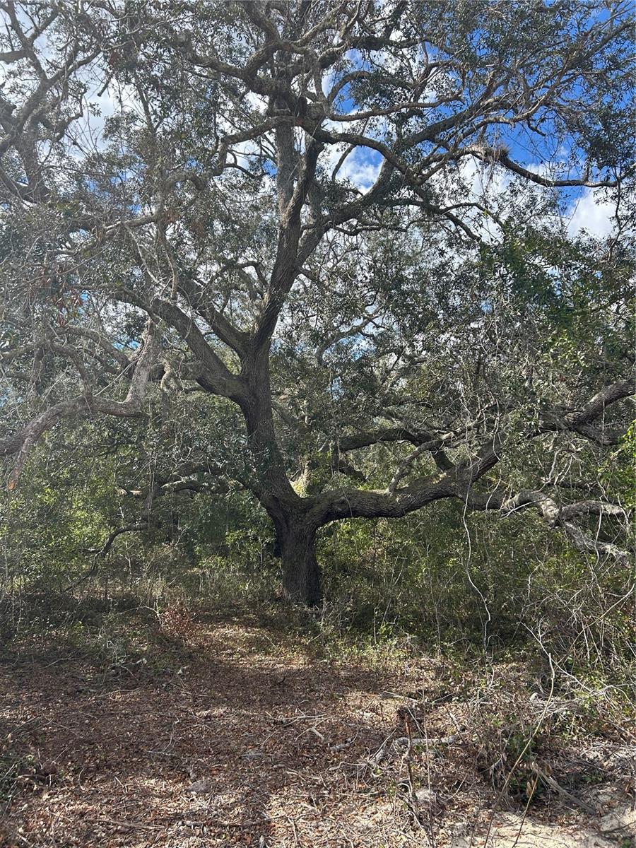 845 BLACKWELDER RD, DE LEON SPRINGS, FL, 32130