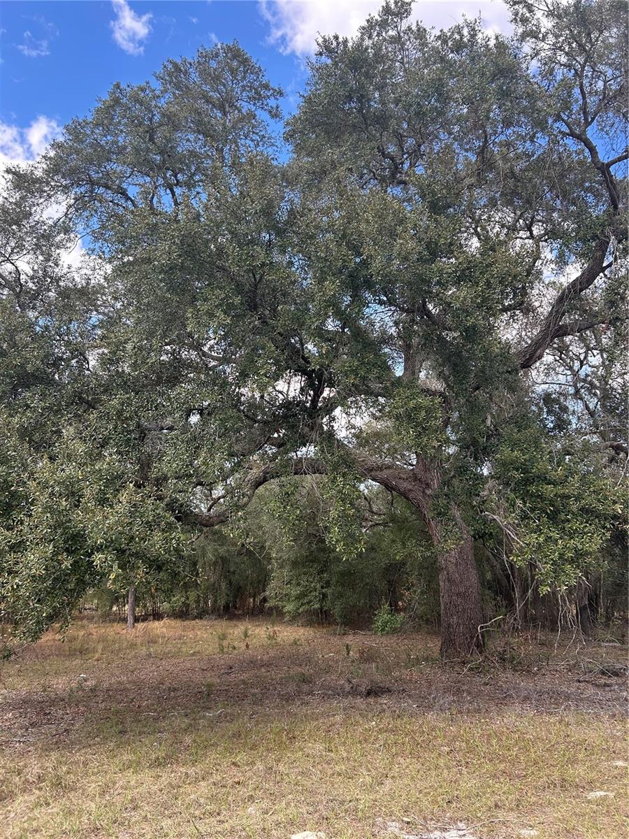 845 BLACKWELDER RD, DE LEON SPRINGS, FL, 32130