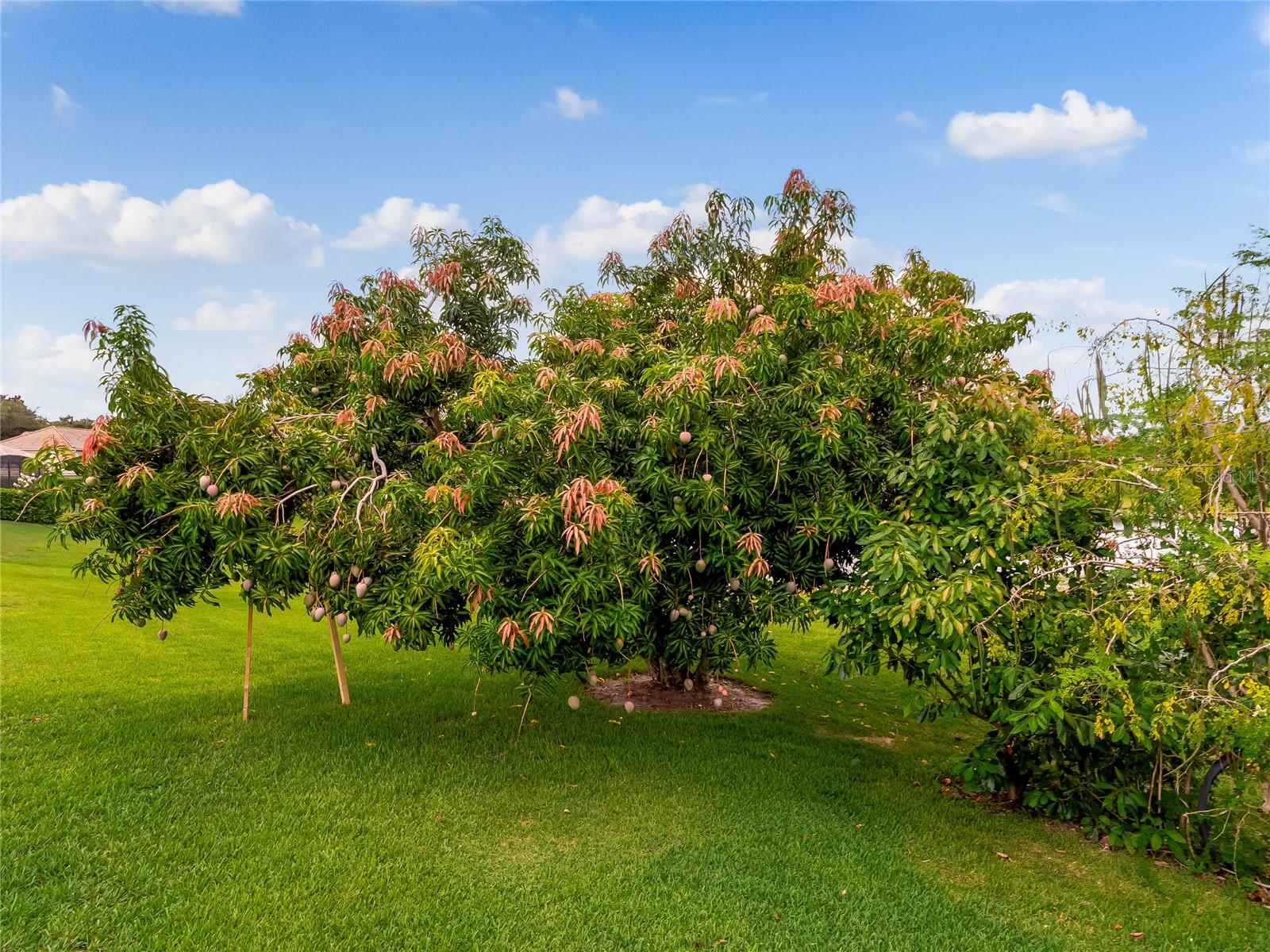 11321 LEDGEMENT LN, WINDERMERE, FL, 34786
