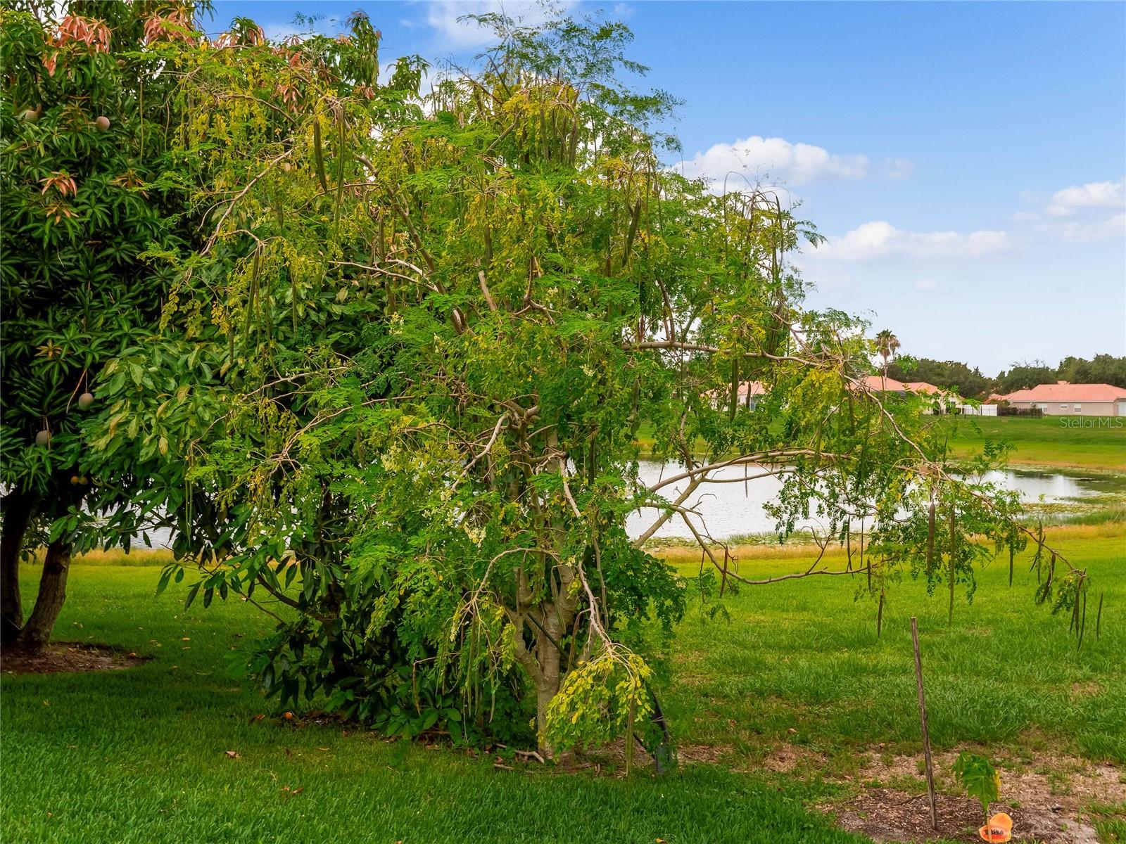 11321 LEDGEMENT LN, WINDERMERE, FL, 34786