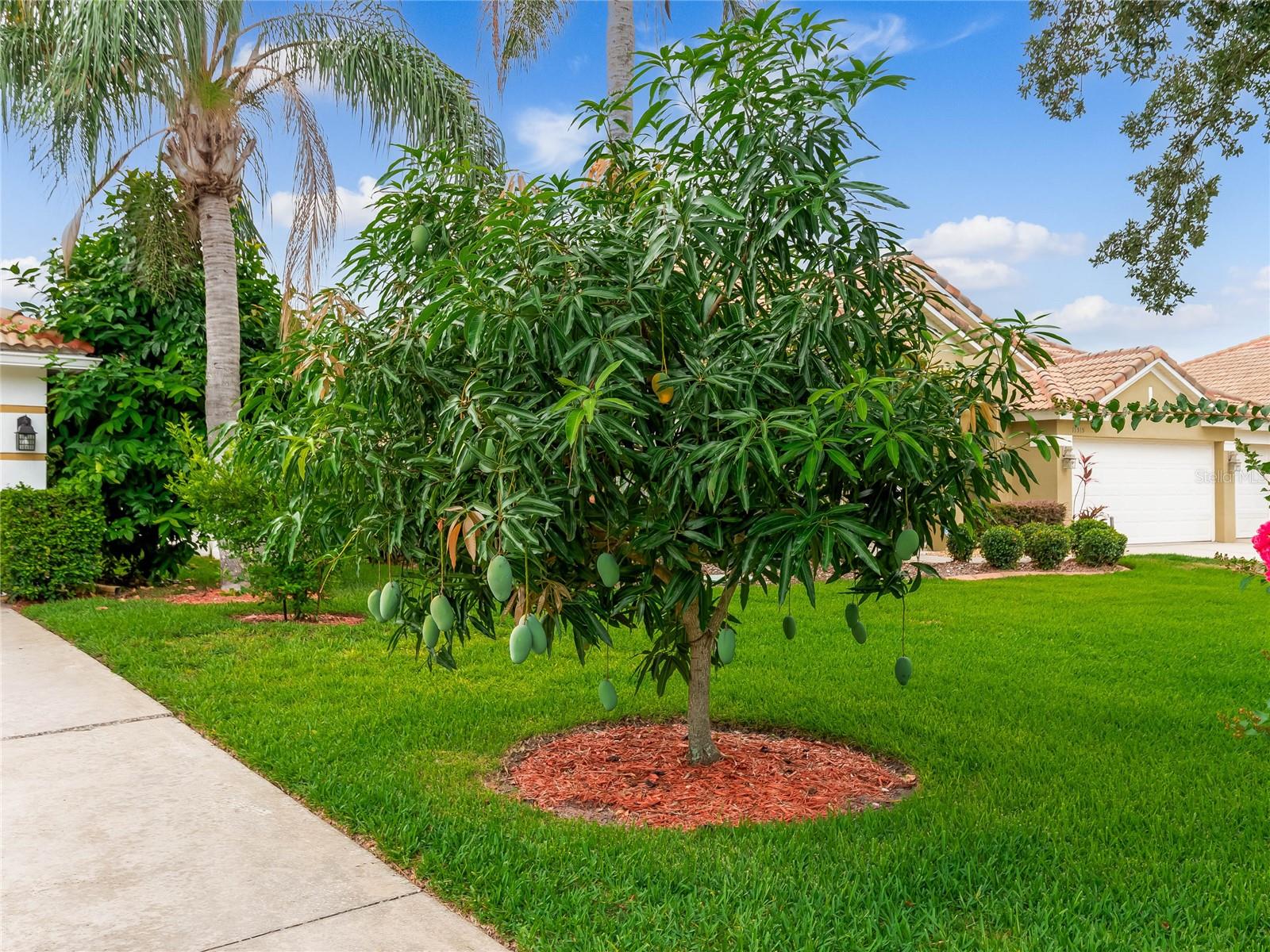 11321 LEDGEMENT LN, WINDERMERE, FL, 34786