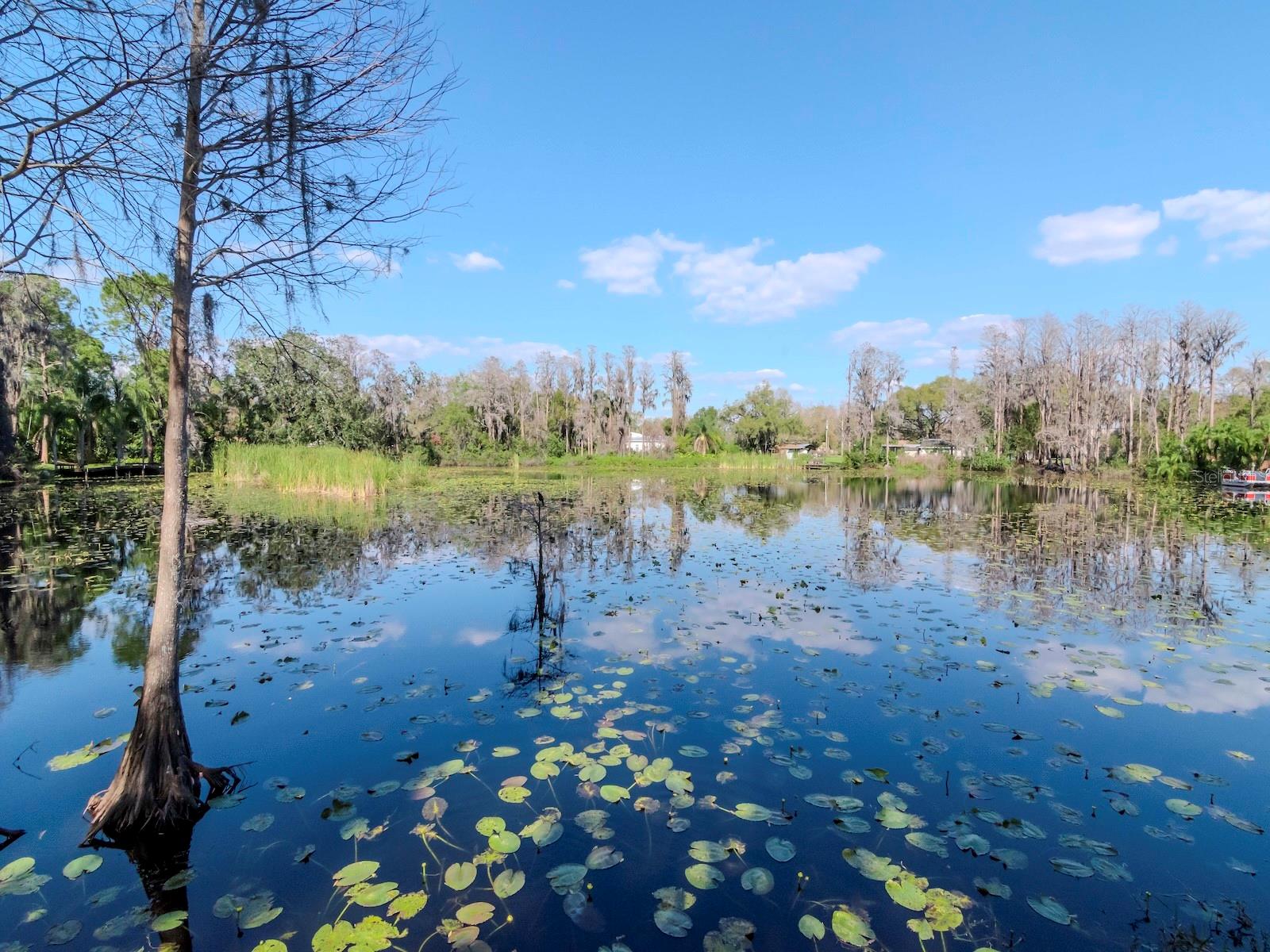 17009 PAULA LN, LUTZ, FL, 33558