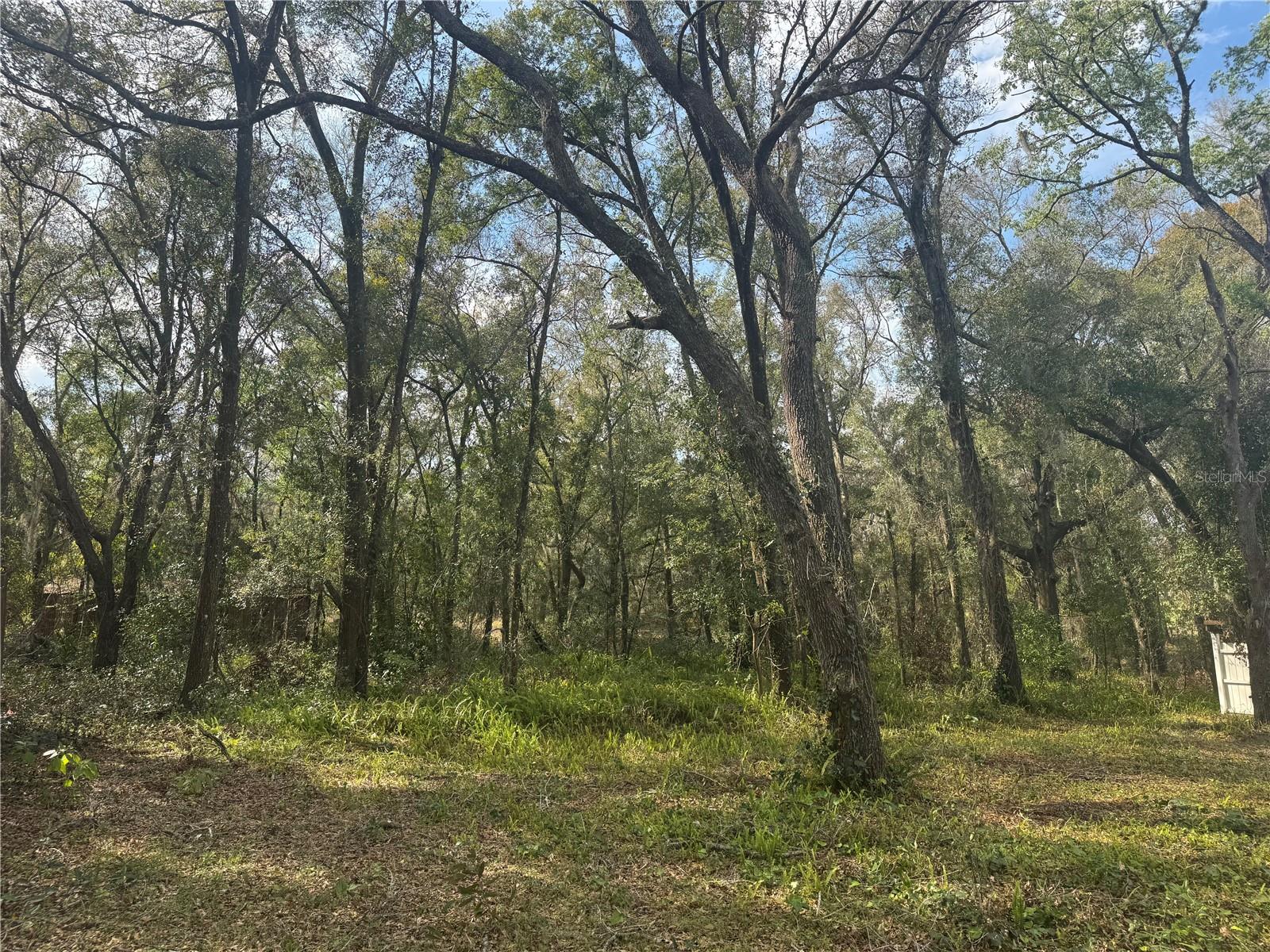 381 CARRIAGE LN, LADY LAKE, FL, 32159