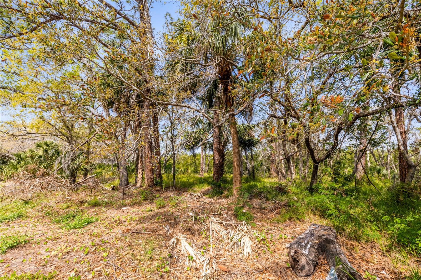 PHOENIX AVE, OLDSMAR, FL, 34677
