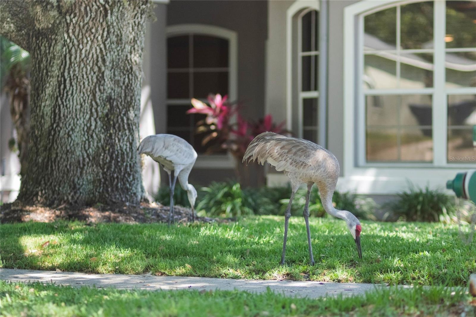 3415 STARBIRD DR, OCOEE, FL, 34761