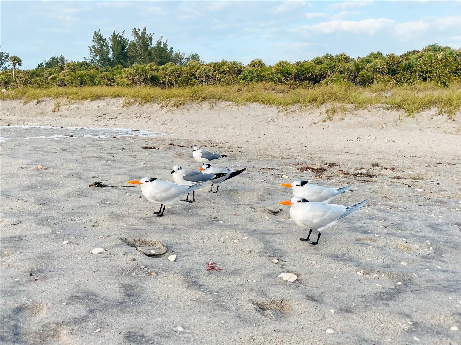 1785 BAYSHORE DR, ENGLEWOOD, FL, 34223