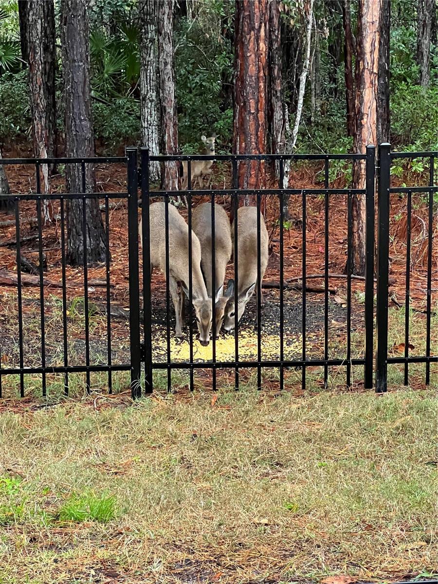 45 LOB WEDGE LN, BUNNELL, FL, 32110