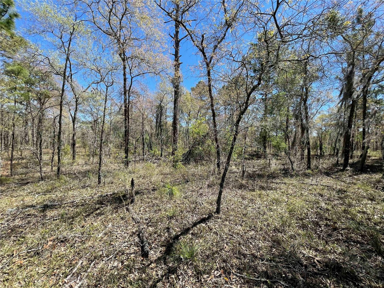 Lot 12 SE 117 TER, MORRISTON, FL, 32668