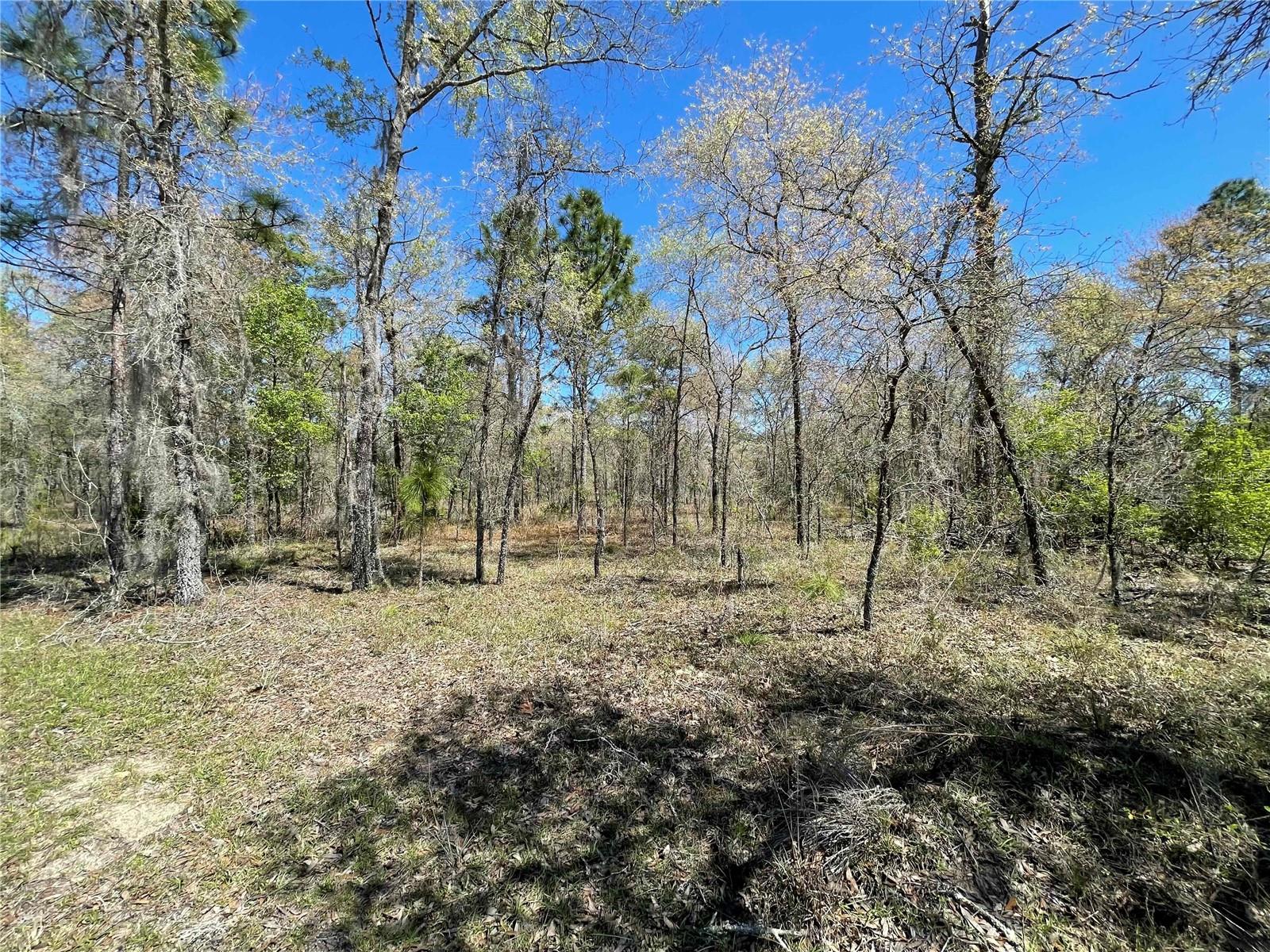 Lot 12 SE 117 TER, MORRISTON, FL, 32668