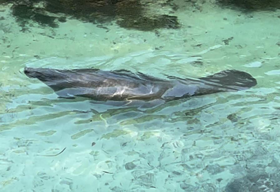 7083 DEVLIN ST, WEEKI WACHEE, FL, 34613