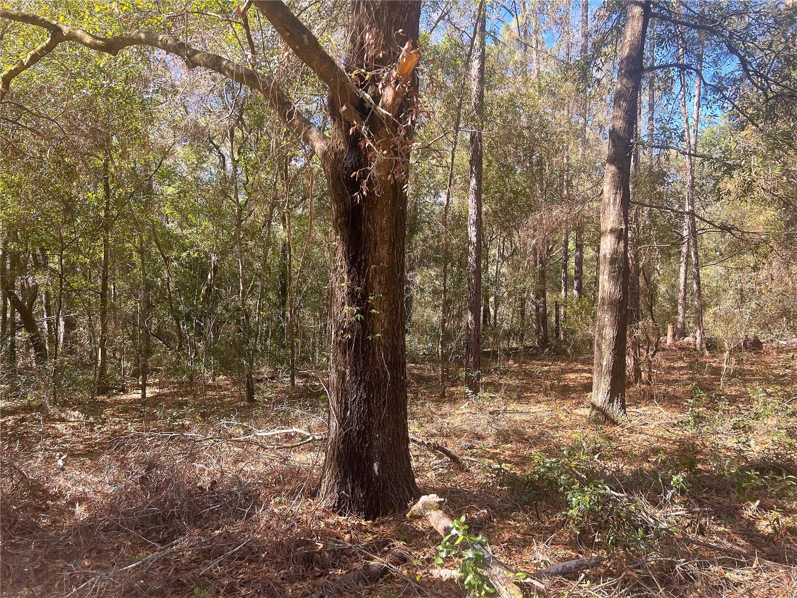 0000 SW 199 COURT CT, DUNNELLON, FL, 34431