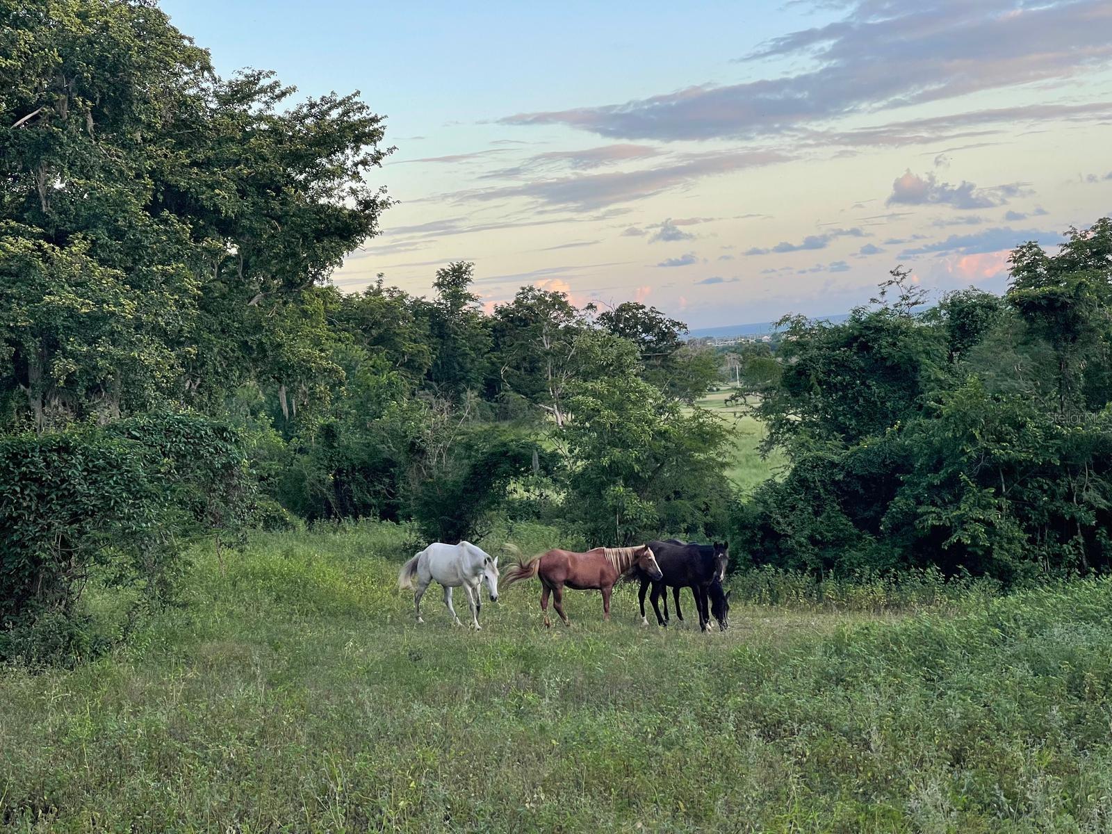 PR9112405 Property Photo