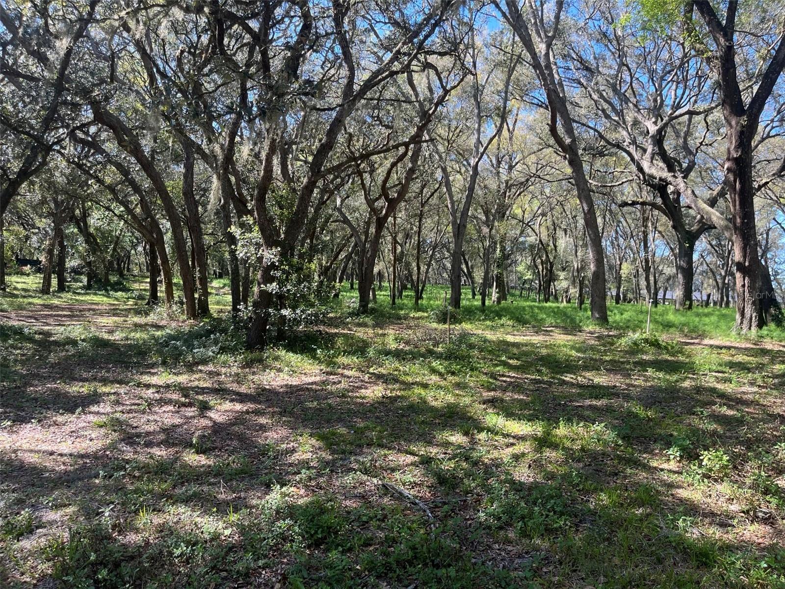 00 SHAW LAKE RD, PIERSON, FL, 32180
