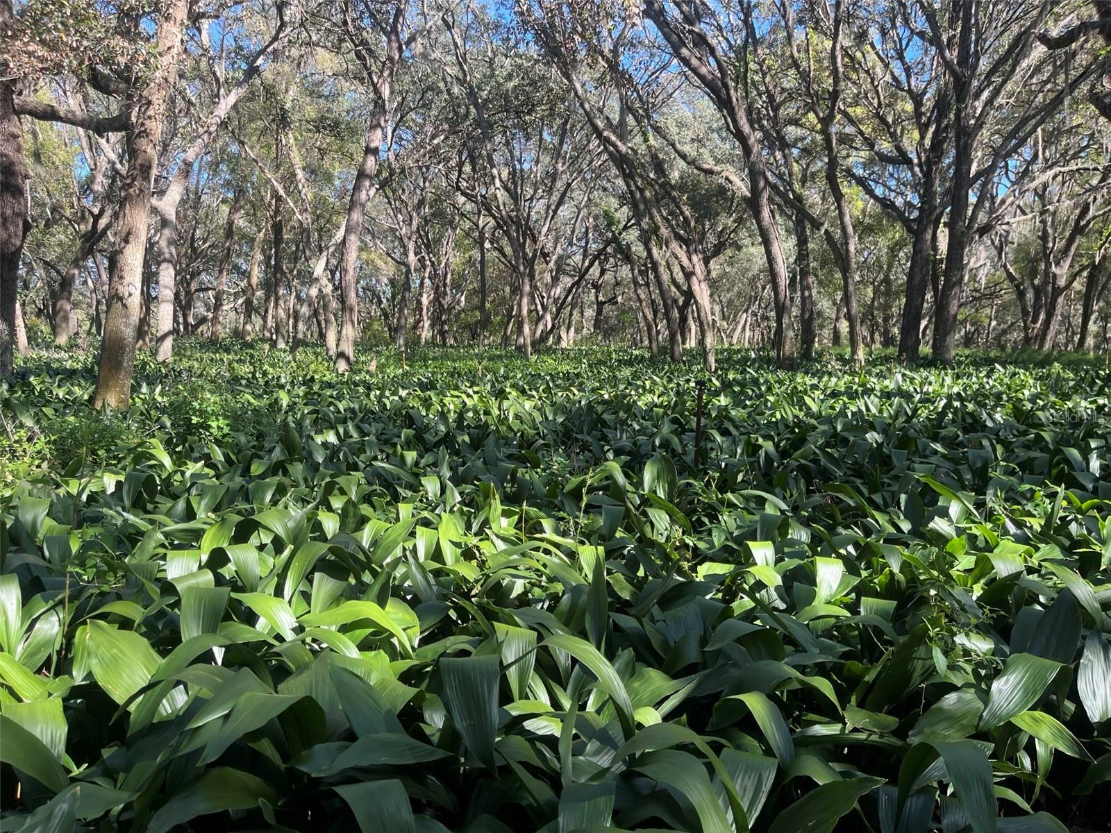 00 SHAW LAKE RD, PIERSON, FL, 32180