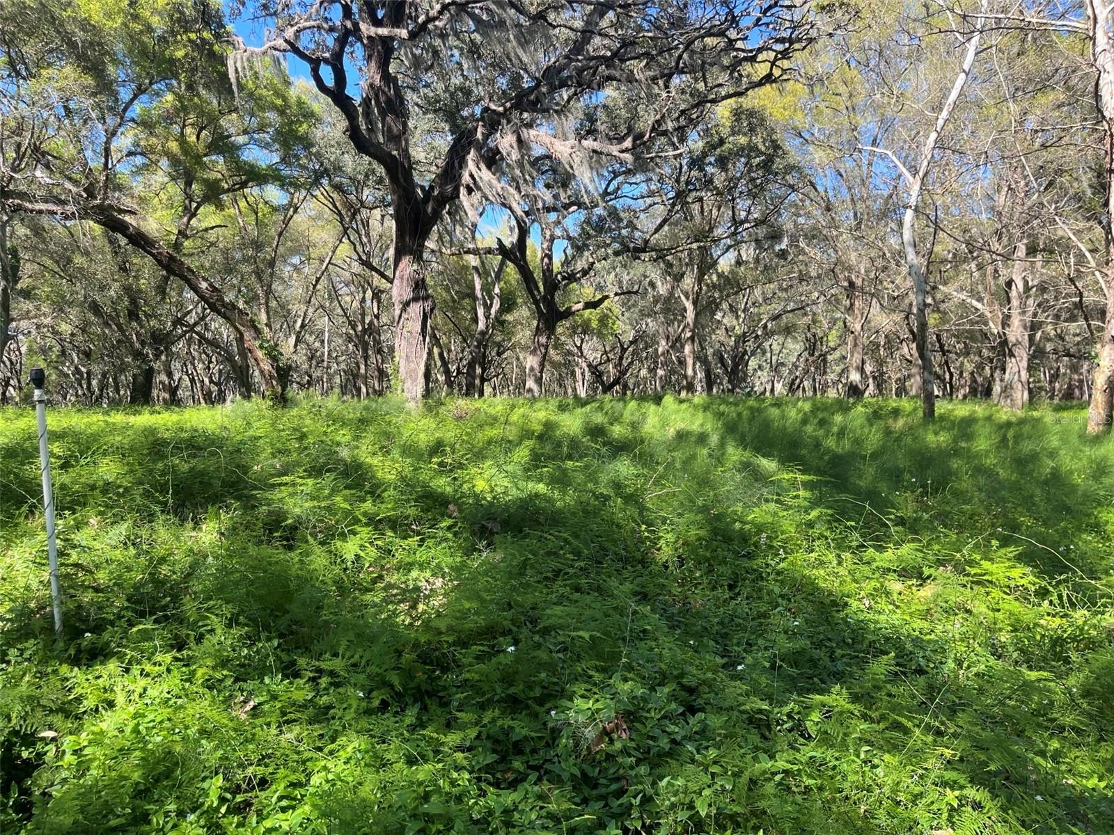 00 SHAW LAKE RD, PIERSON, FL, 32180