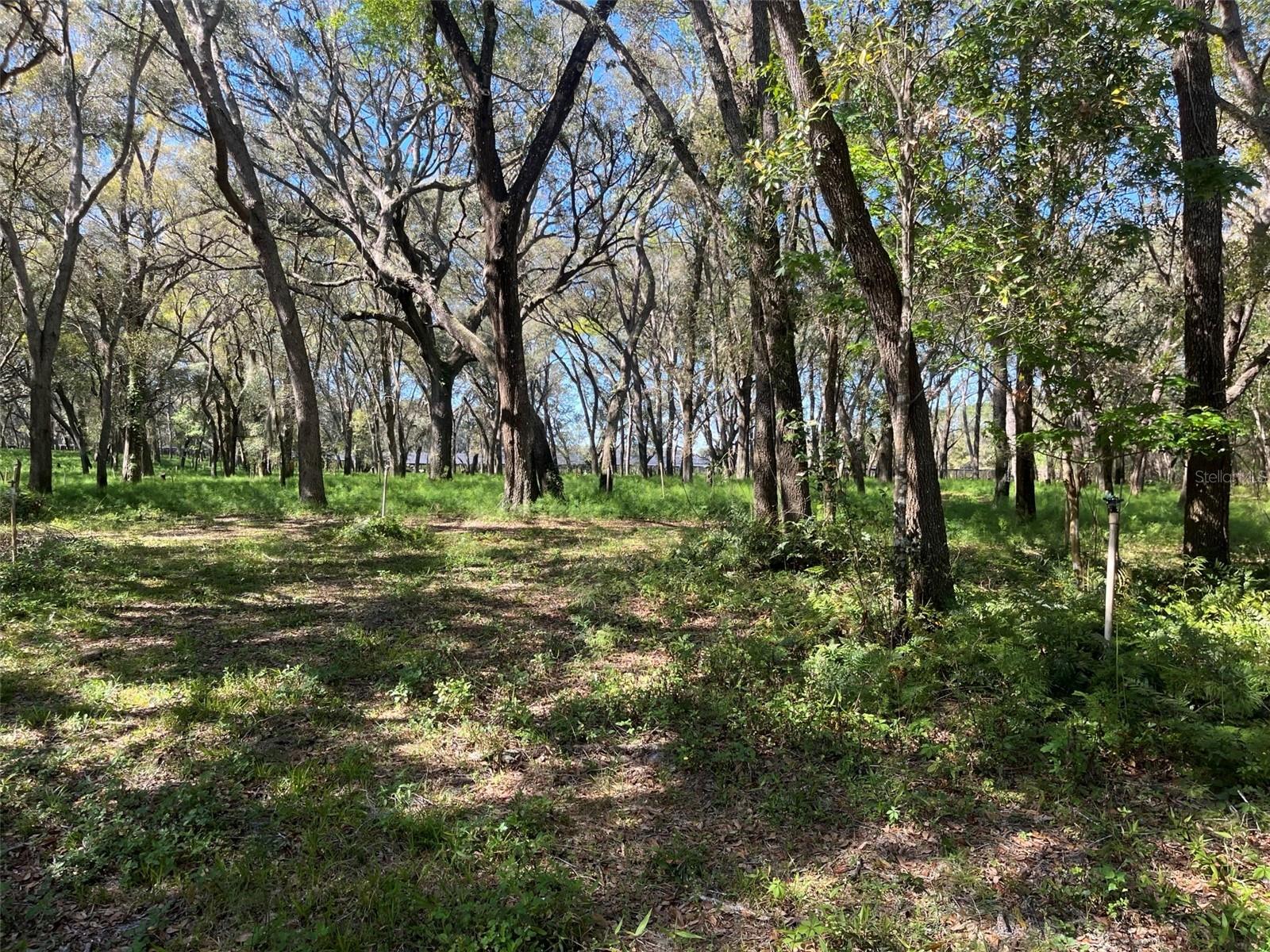 00 SHAW LAKE RD, PIERSON, FL, 32180