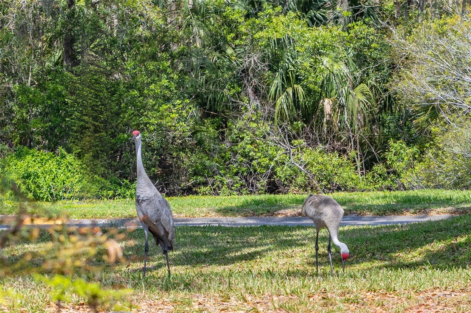 5020 MILL POND RD #3158 & 3160, WESLEY CHAPEL, FL, 33543