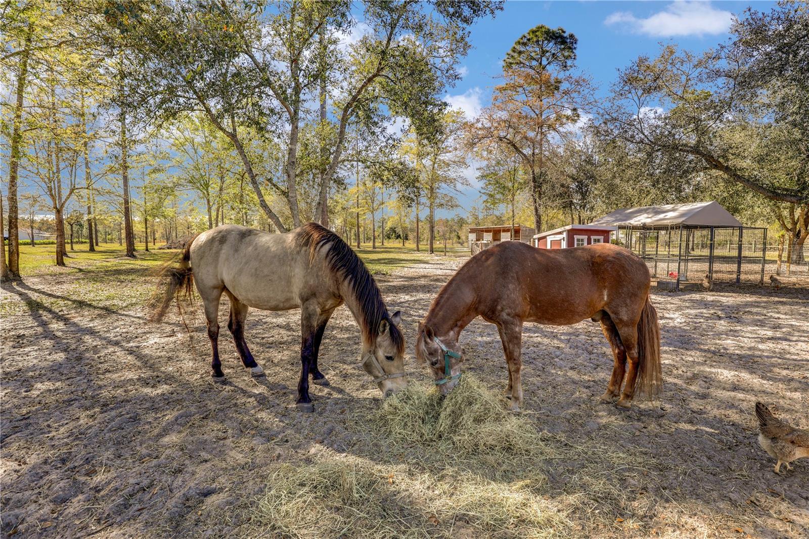 14394 BOB BURNSED RD, GLEN ST MARY, FL, 32040