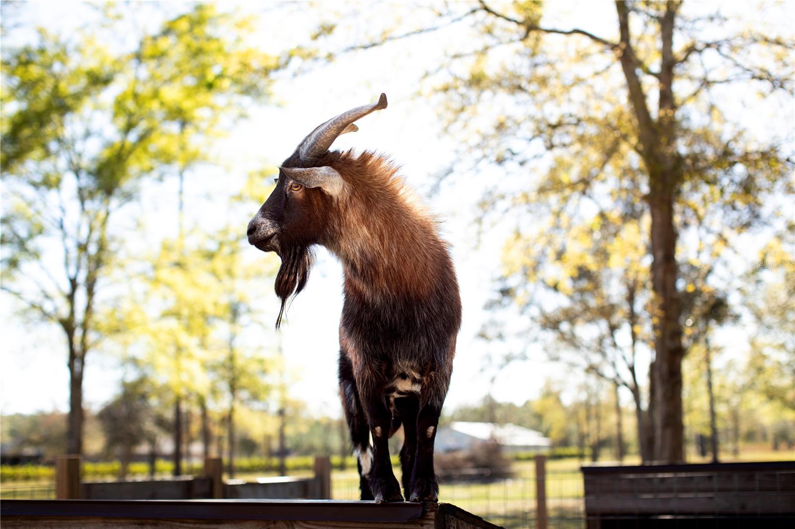 14394 BOB BURNSED RD, GLEN ST MARY, FL, 32040