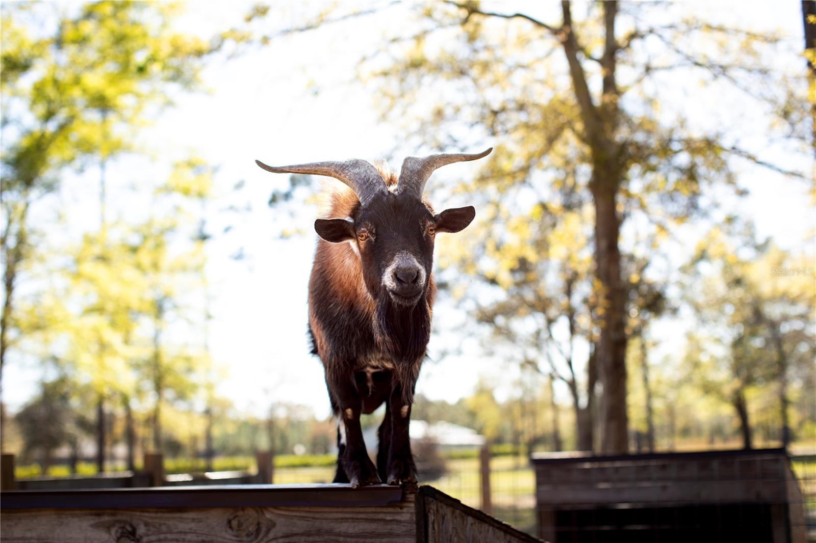 14394 BOB BURNSED RD, GLEN ST MARY, FL, 32040