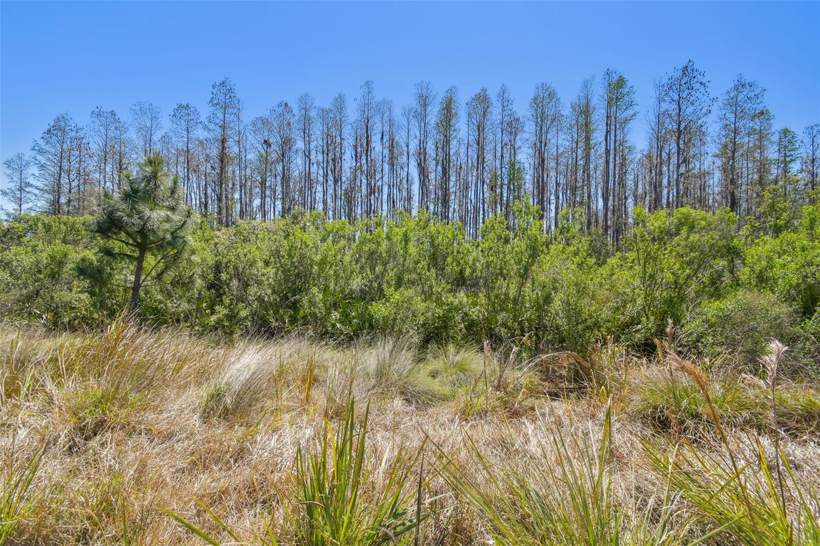 29488 GINNETTO DR, WESLEY CHAPEL, FL, 33543
