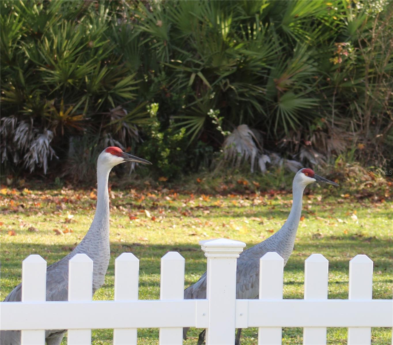 53731 RIVERTRACE RD, ASTOR, FL, 32102