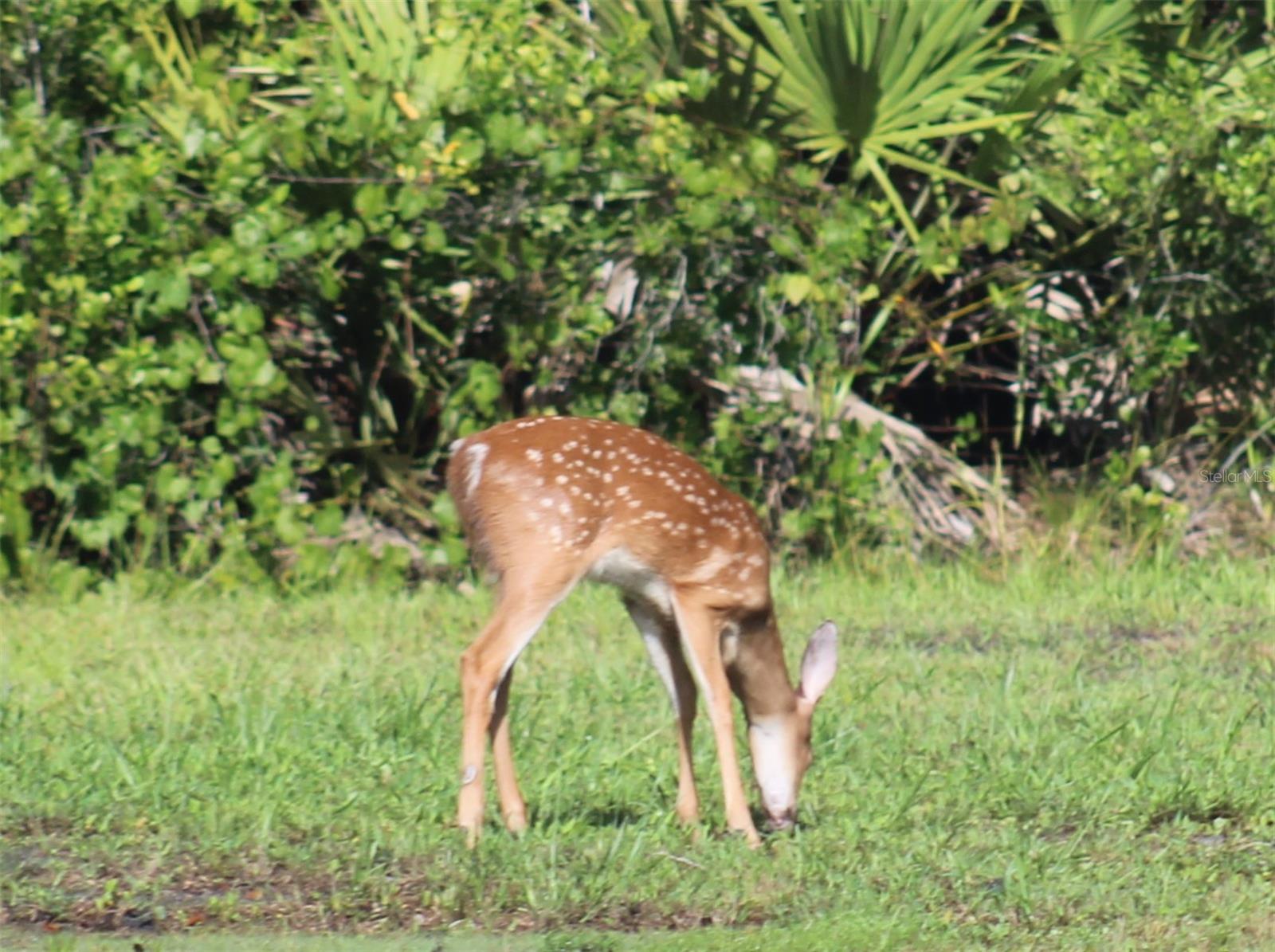 53731 RIVERTRACE RD, ASTOR, FL, 32102
