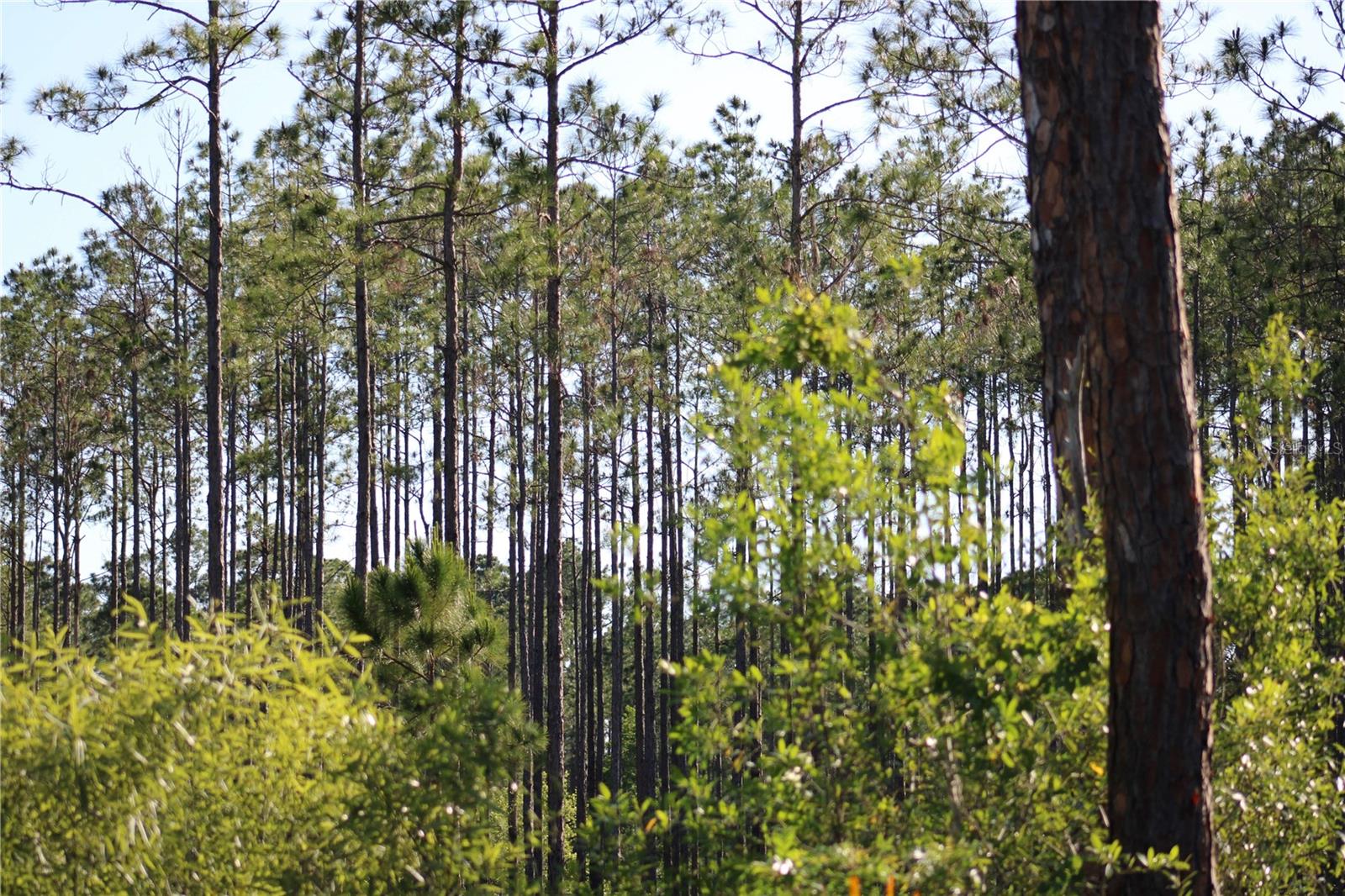 53731 RIVERTRACE RD, ASTOR, FL, 32102
