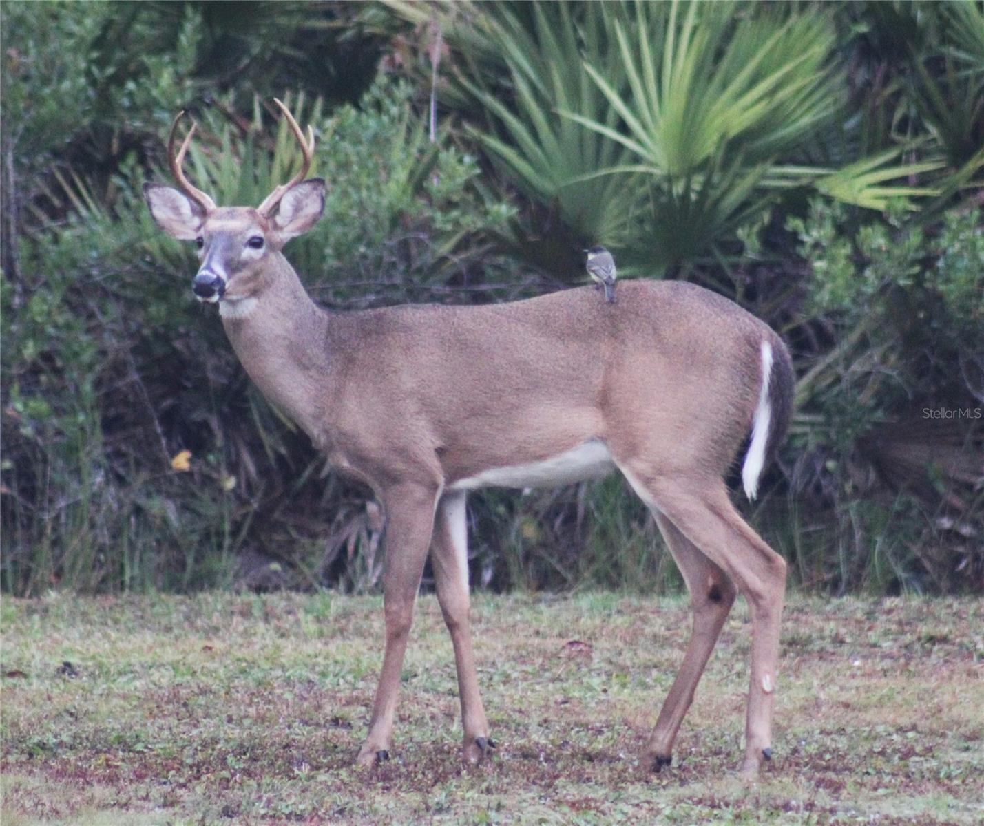 53731 RIVERTRACE RD, ASTOR, FL, 32102