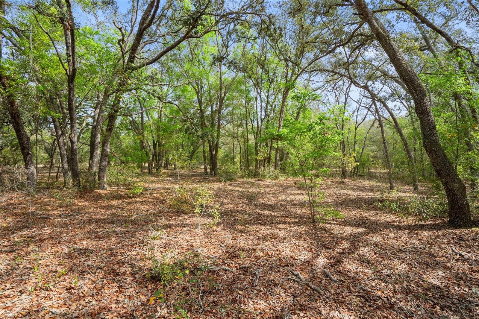 00 RIM ROCK ST, WEBSTER, FL, 33597